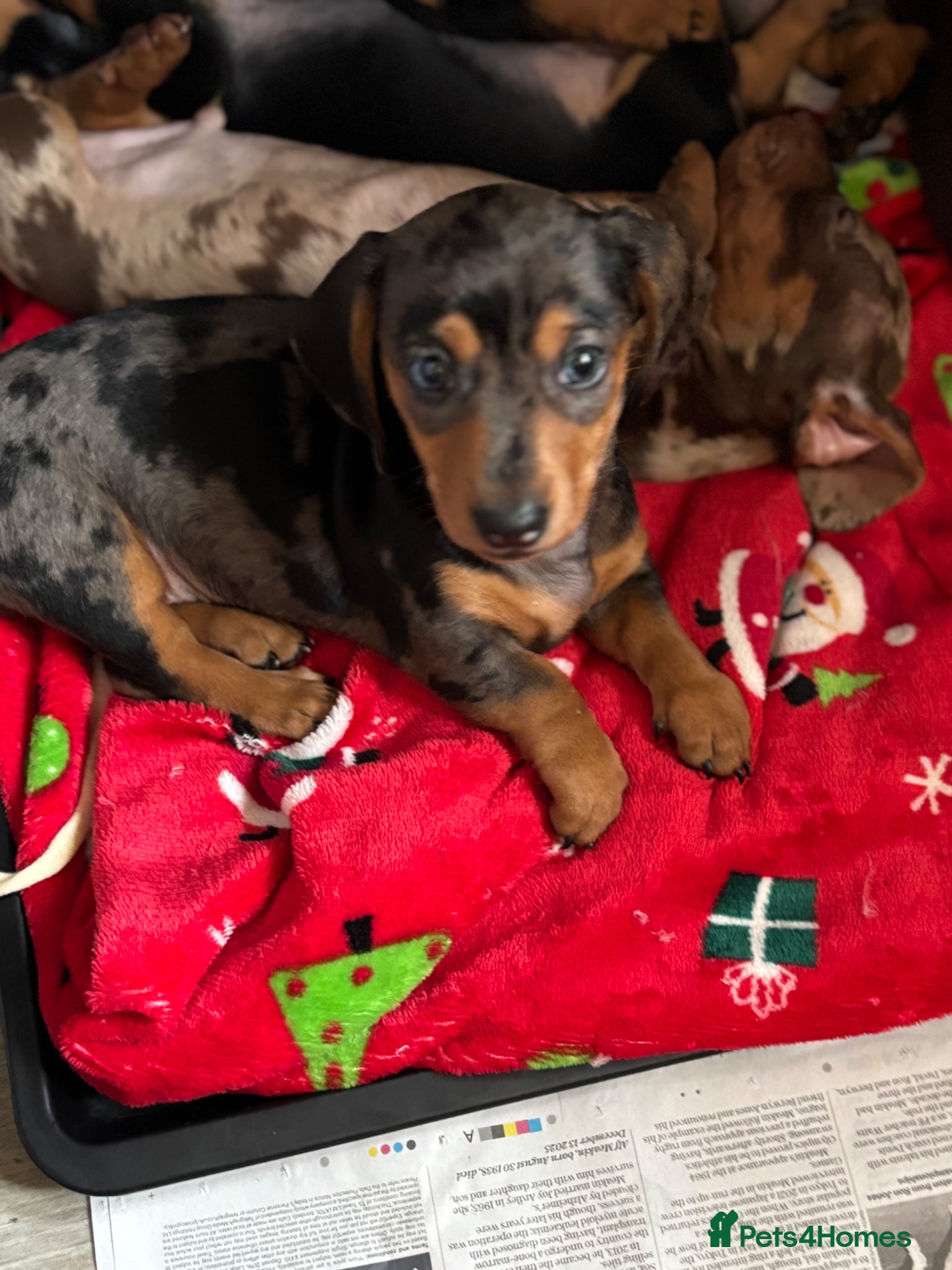 Miniature Dachshund dogs Miniature dachshund puppies - Advert 16