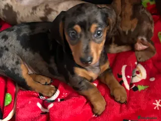 Miniature Dachshund dogs Miniature dachshund puppies - Advert 16