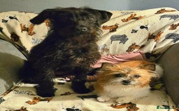 Jackapoo dogs for sale: Beautiful jackapoo puppies  - Advert 3