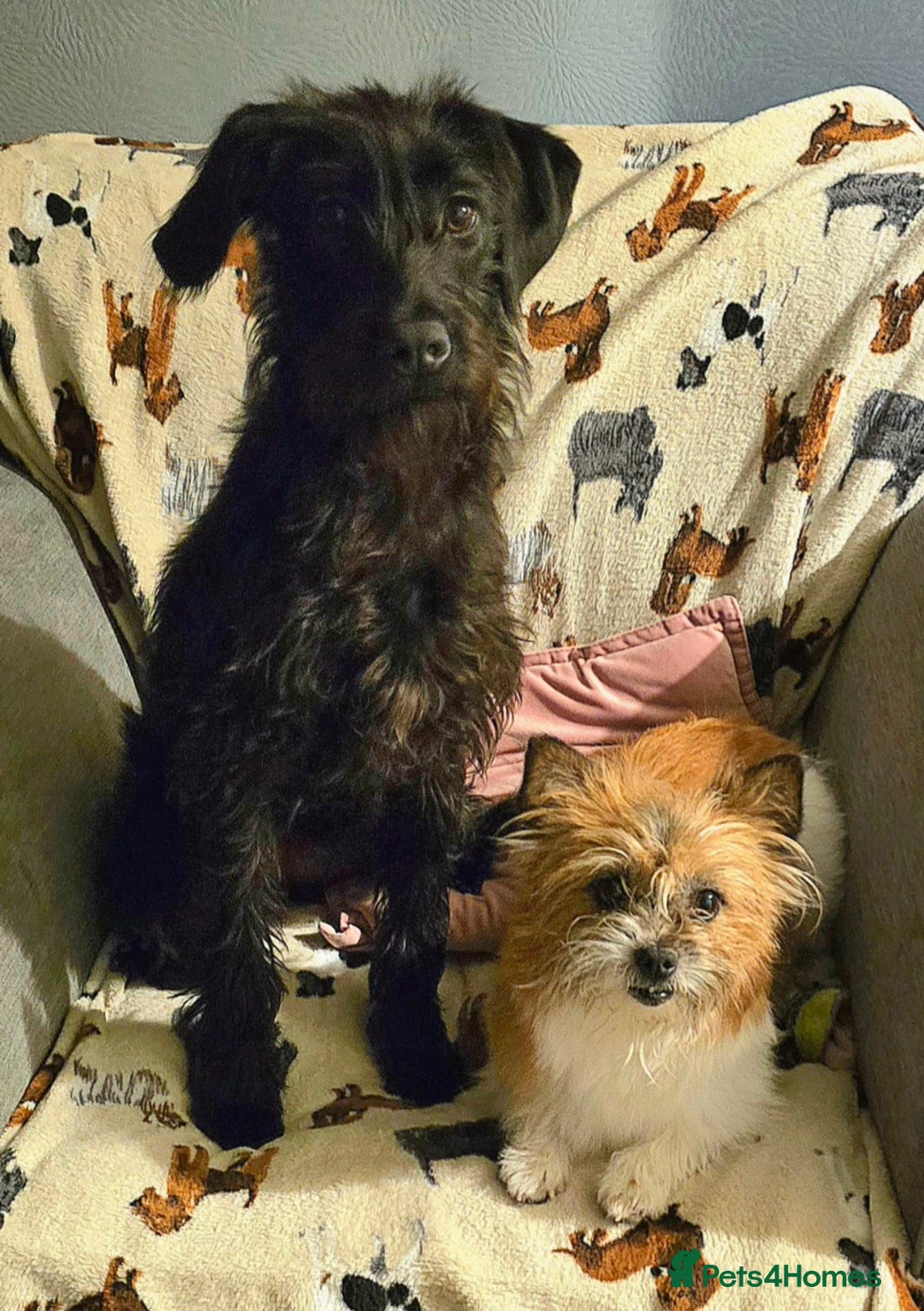 Jackapoo dogs for sale: Beautiful jackapoo puppies  - Advert 3