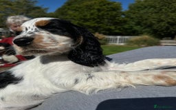Cocker Spaniel dogs for sale: Show Cocker Spaniels - KC registered - Image 7