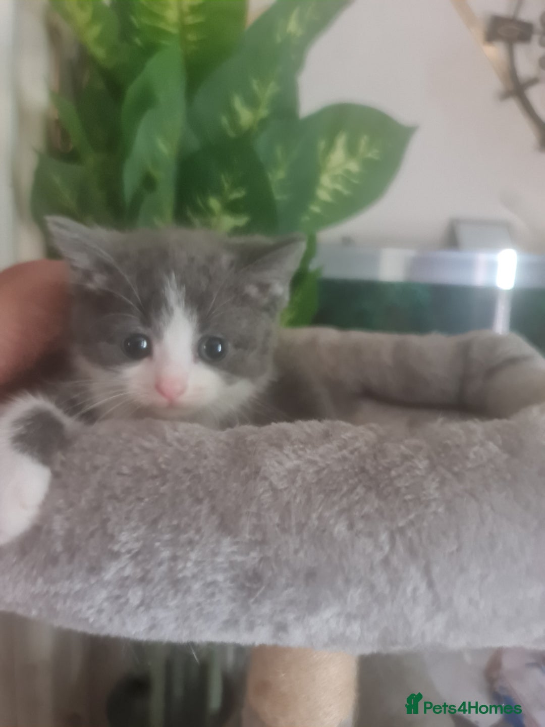 Mixed Breed cats for sale: Stunning  kittens looking  4 new home - Image 16