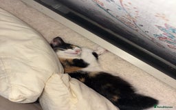 American Shorthair cats for sale: 8 month old kitten for sale  - Image 2