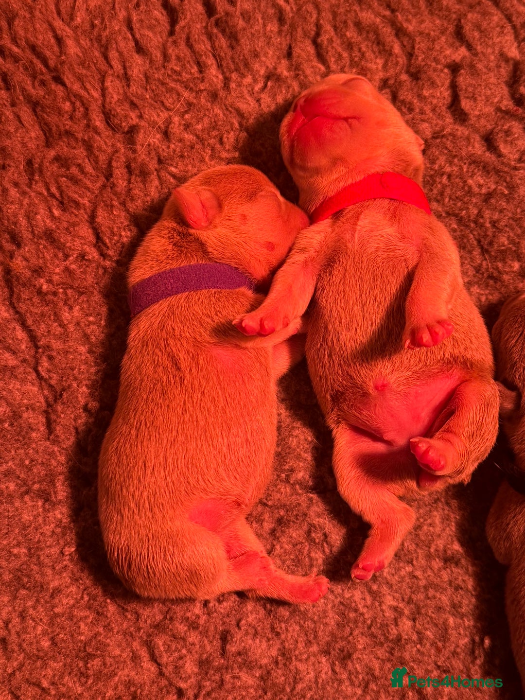 French Bulldog dogs for sale: French Bulldog Puppies  - Advert 30