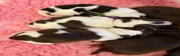 Miniature Schnauzer dogs for sale: KC reg Minuature Schnauzer - Advert 5