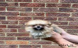 Pomeranian dogs for sale: 🐾Stunning 🐶Extra Small🐻 Teddy Face🔥 - Image 8