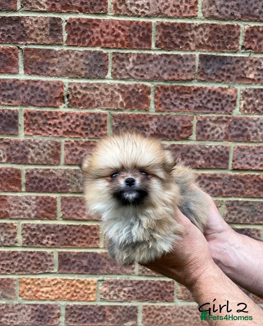 Pomeranian dogs for sale: 🐾Stunning 🐶Extra Small🐻 Teddy Face🔥 - Image 8