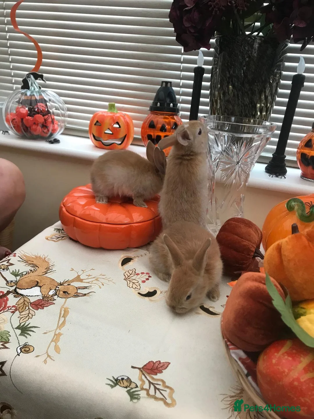 Mixed Breed rabbits for sale: Rabbits for sale!!!  - Advert 4