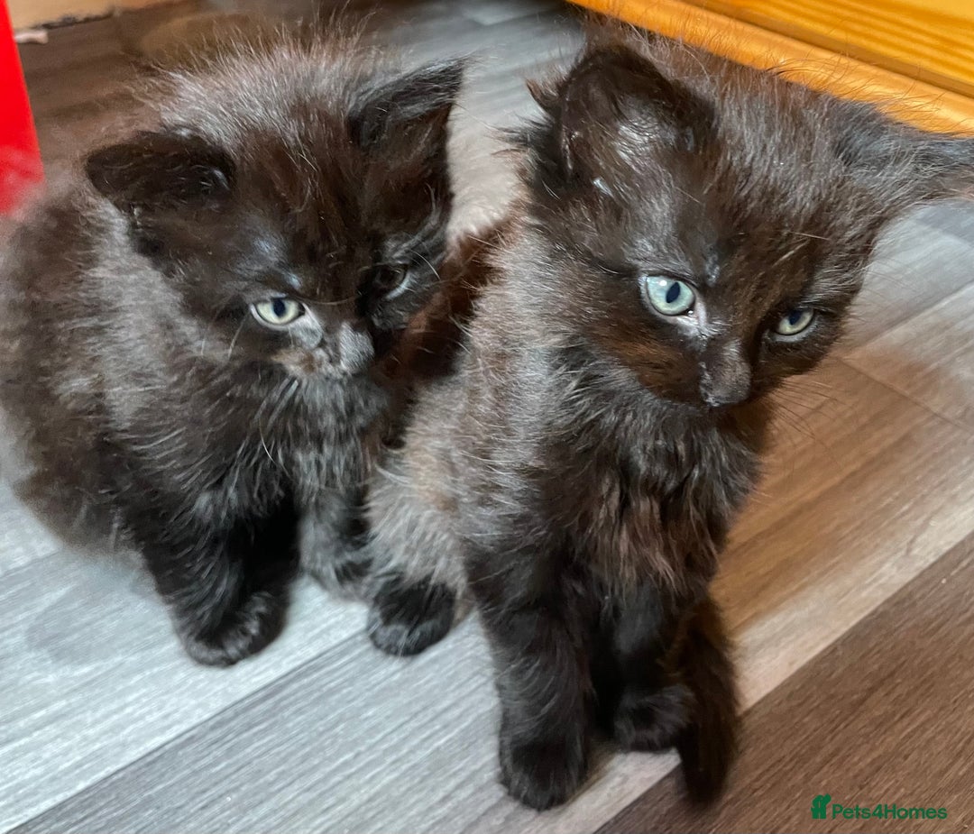 Mixed Breed cats for sale: Only 2 fluffy female black kittens left - Image 8