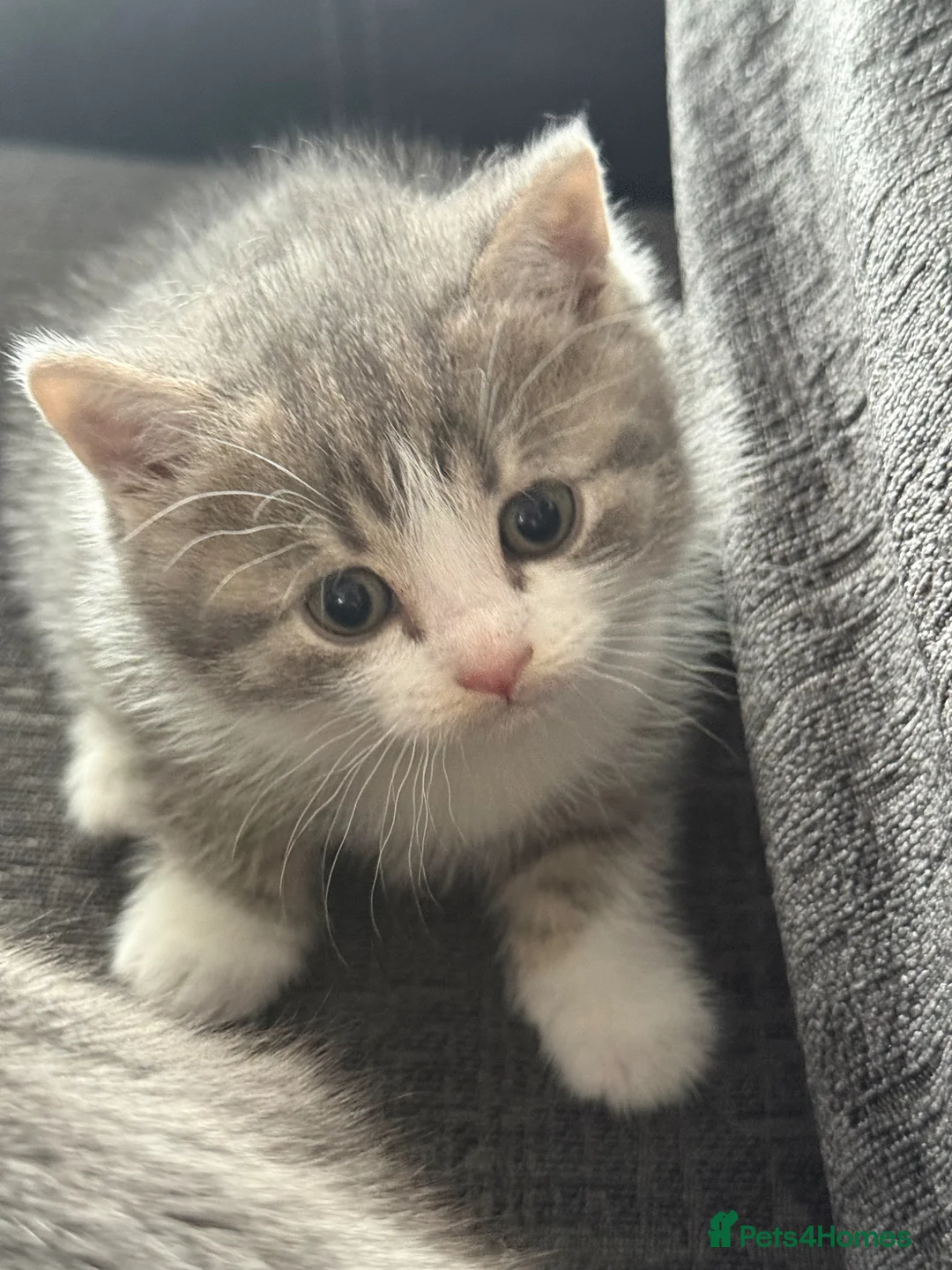 Mixed Breed cats for sale:  Gorgeous British Shorthair Mix Kittens - Advert 28