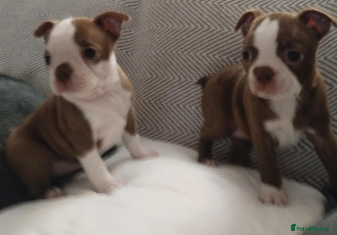 Boston Terrier dogs for sale: £1600 KC reg Boston terrier pups - Advert 1