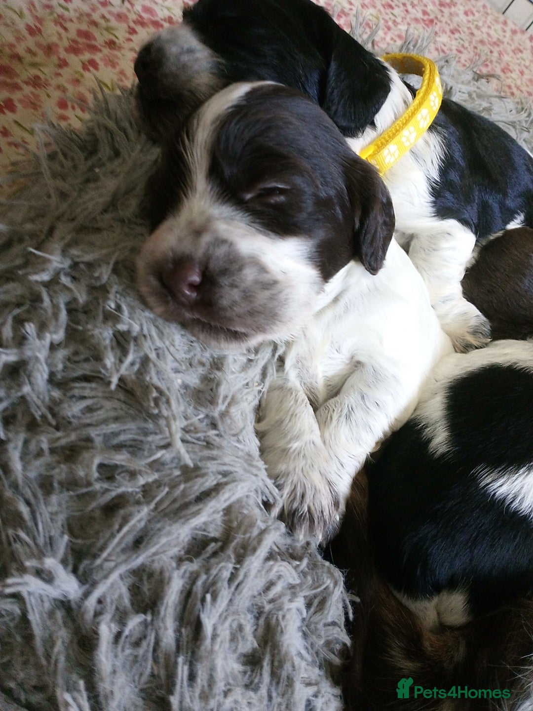 Cocker Spaniel dogs for sale: 1 beautiful cocker girl left ready to leave  - Advert 2