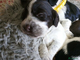 Cocker Spaniel dogs 1 beautiful cocker girl left - Advert 9