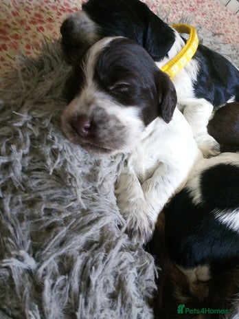 Cocker Spaniel dogs - Advert 14