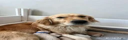 Golden Retriever dogs for sale: Stunning Golden Retriever Puppies Available  - Advert 2