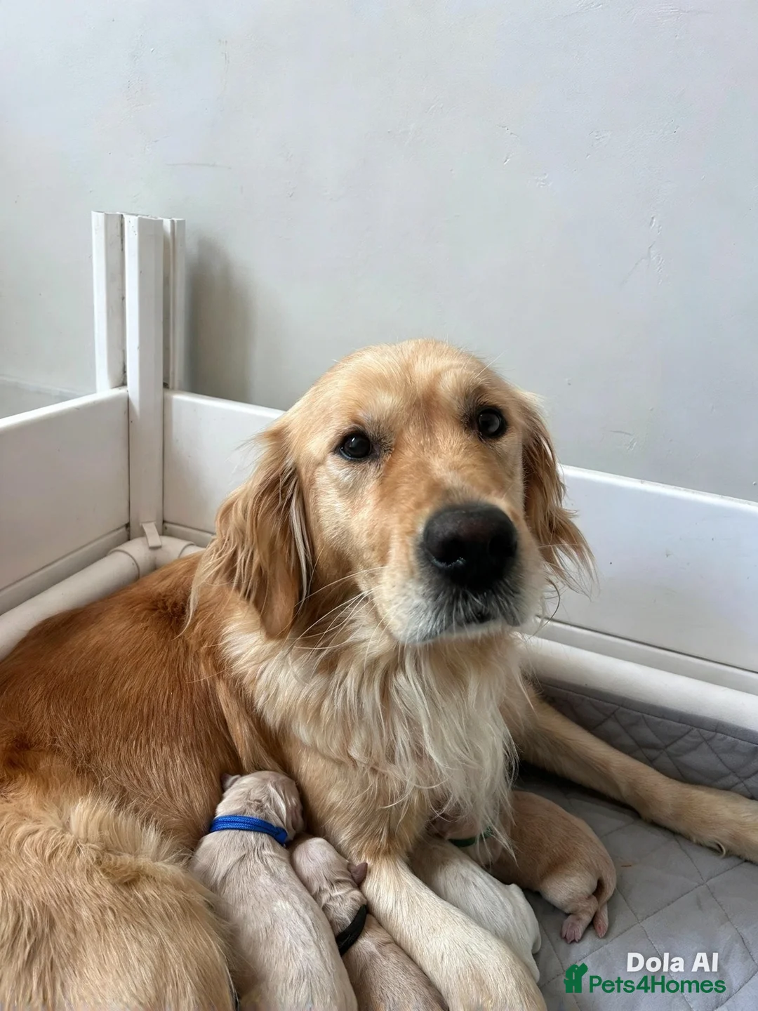 Golden Retriever dogs for sale: Stunning Golden Retriever Puppies Available  - Advert 2