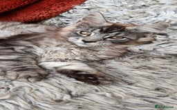 Maine Coon cats for sale: Adorable Kitten Looking for a Forever Home! 🏡 - Image 2