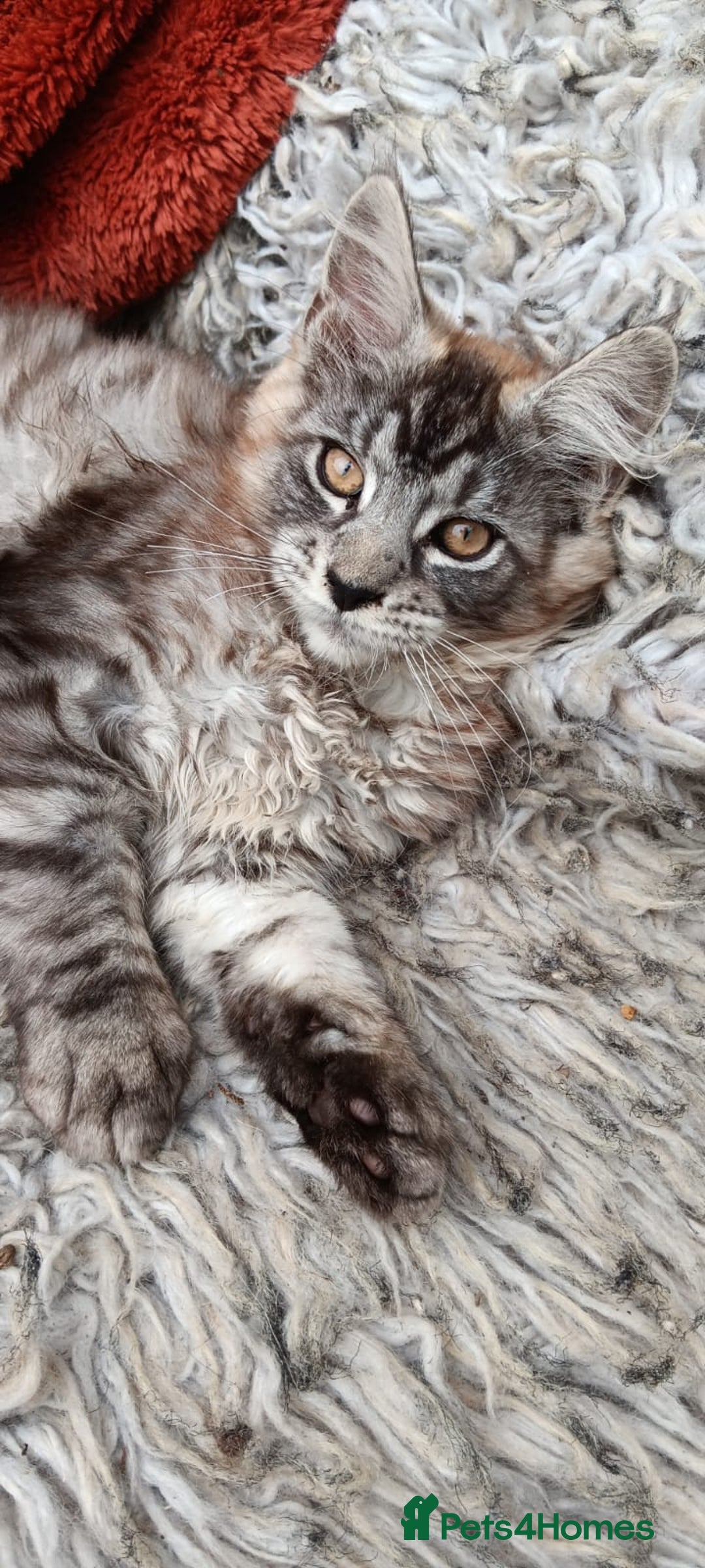 Maine Coon cats for sale: Adorable Kitten Looking for a Forever Home! 🏡 - Image 2