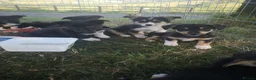 Mixed Breed dogs for sale: Welsh Corgi x Collie puppies - Advert 2