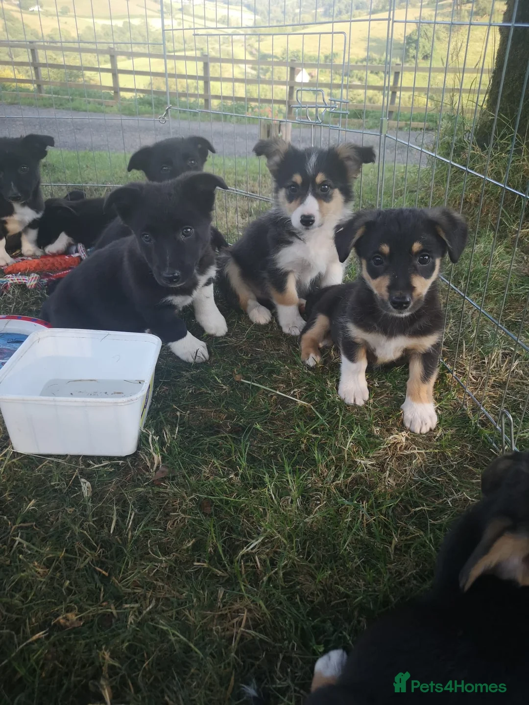 Mixed Breed dogs for sale: Welsh Corgi x Collie puppies - Advert 2