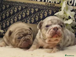 French Bulldog dogs 💥👀 NEW SHADE ISABELLA, MERLE TRI LILAC - Advert 9