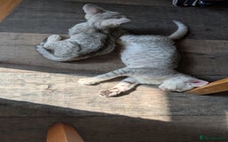 Savannah cats for sale: Snow leopard Savannah F6 kittens  - Image 10