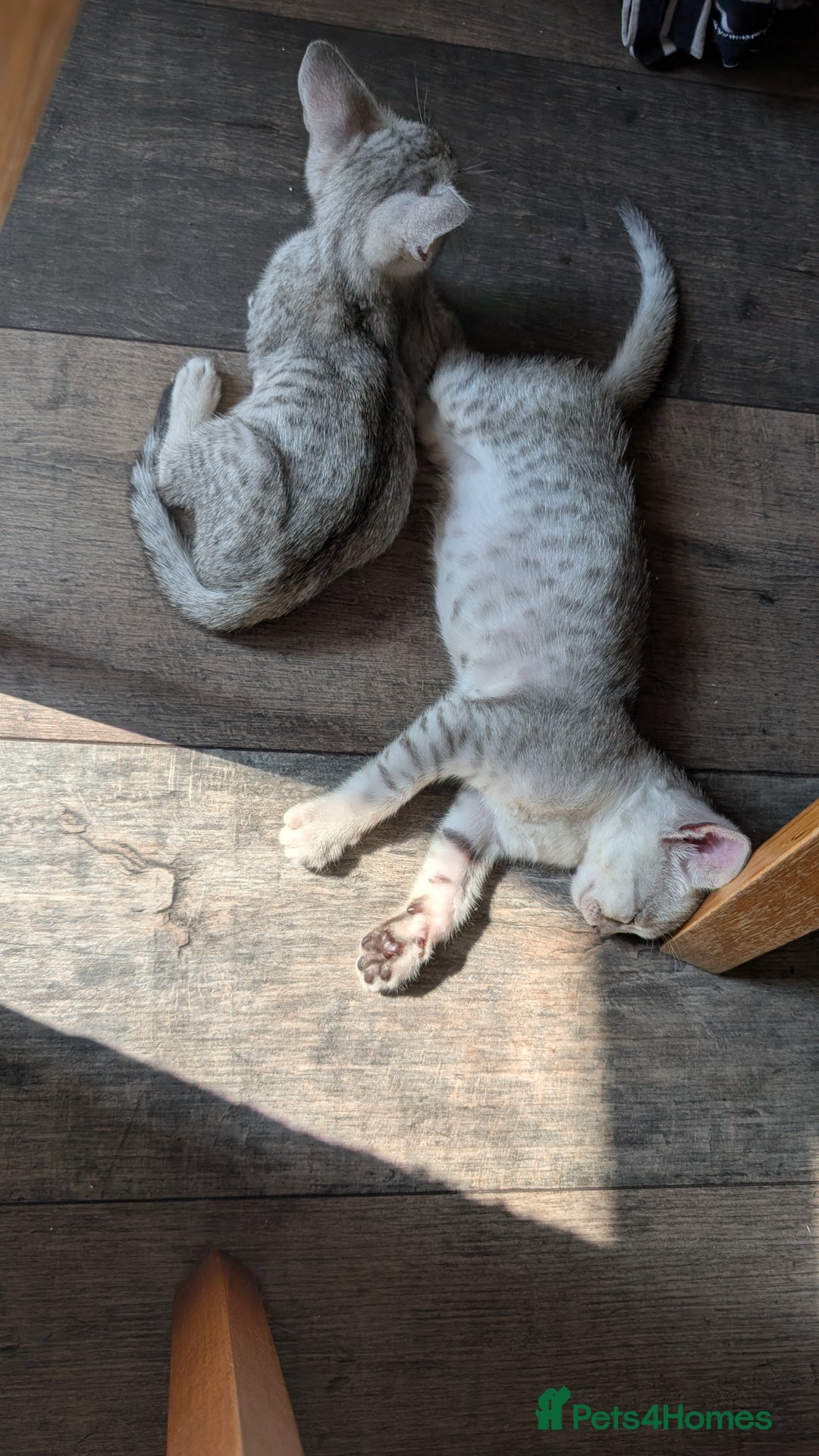 Savannah cats for sale: Snow leopard Savannah F6 kittens  - Image 10