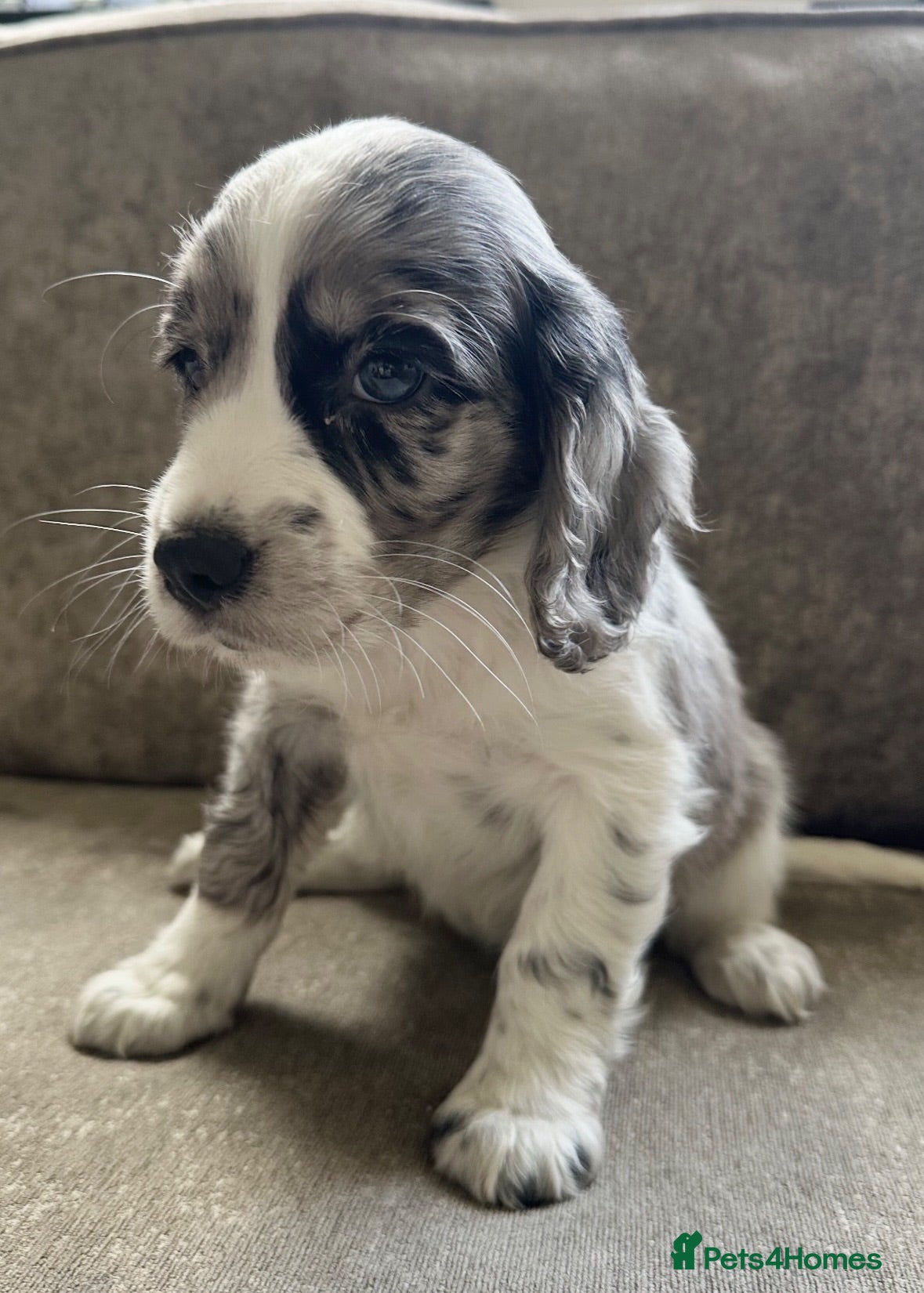Sprocker dogs The prettiest sprockers looking forever homes  - Advert 4