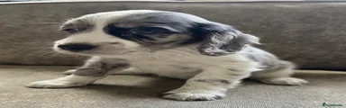 Sprocker 3