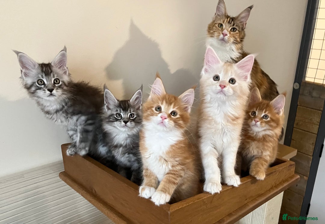 Maine Coon cats for sale: GCCF Pedigree Maine Coons  - Image 10