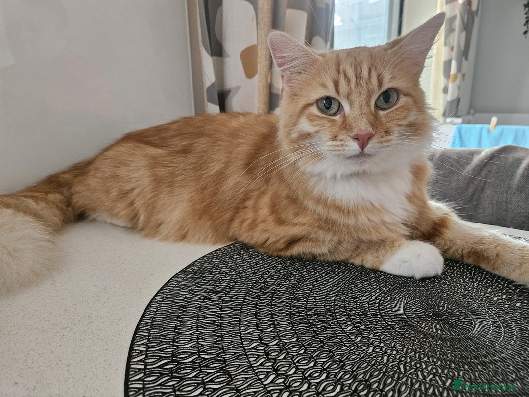 Mixed Breed cats for sale: Lovely kittens for sale  - Image 1