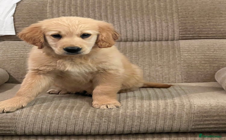 Golden Retriever dogs - Advert 2