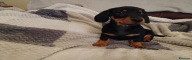 Miniature Dachshund Puppy 4