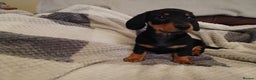 Miniature Dachshund dogs for sale: Miniature dachshund puppies - Advert 38