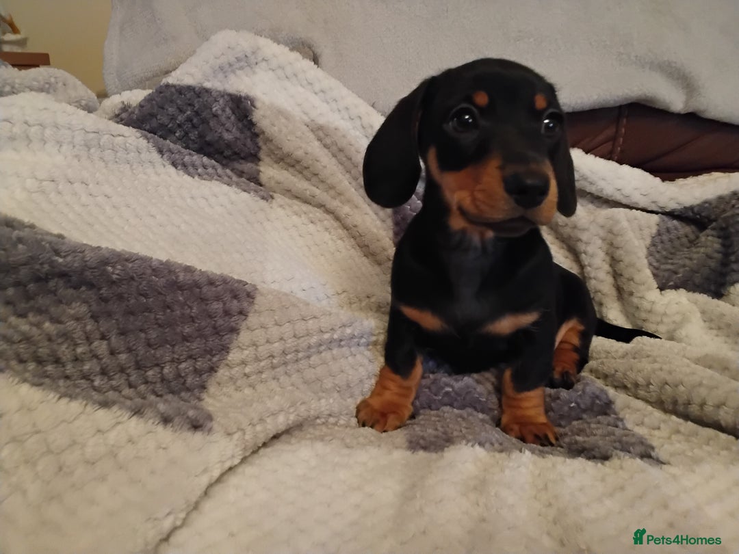 Miniature Dachshund dogs for sale: Miniature dachshund puppies - Advert 38
