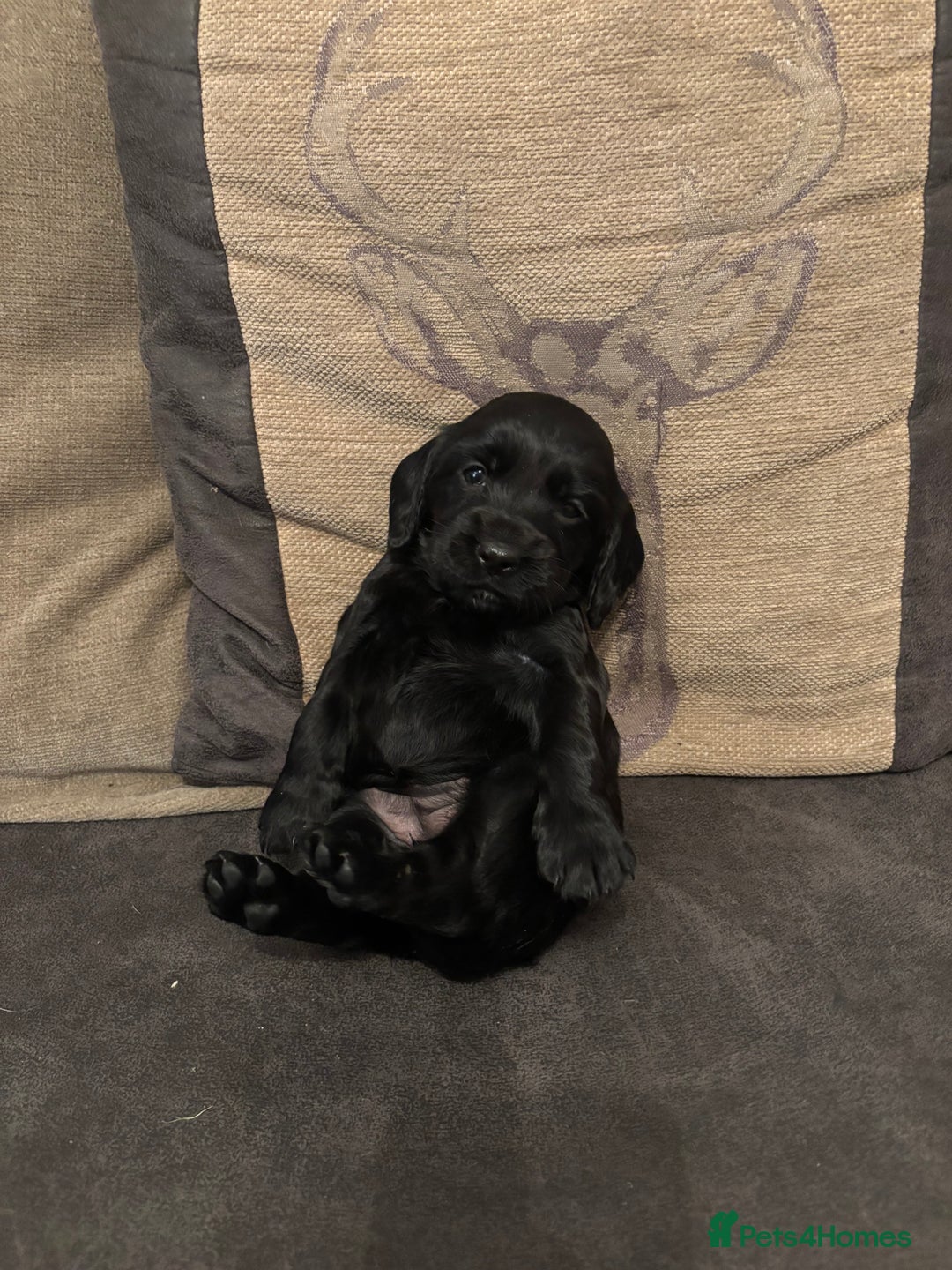 Cocker Spaniel dogs for sale: cocker spaniel pups for sale short tailed workers - Image 6