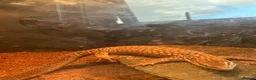 Monitor reptiles for sale: Proven Breeding Pair of Ackie Monitor Lizards in Ardrossan - Advert 8