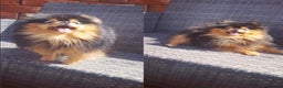Pomeranian dogs for stud: Outstanding Boy available for stud duties  in Penrith - Advert 2