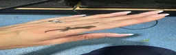 Gecko reptiles for sale: Gargoyle, Crested geckos and mourning geckos  - Advert 6