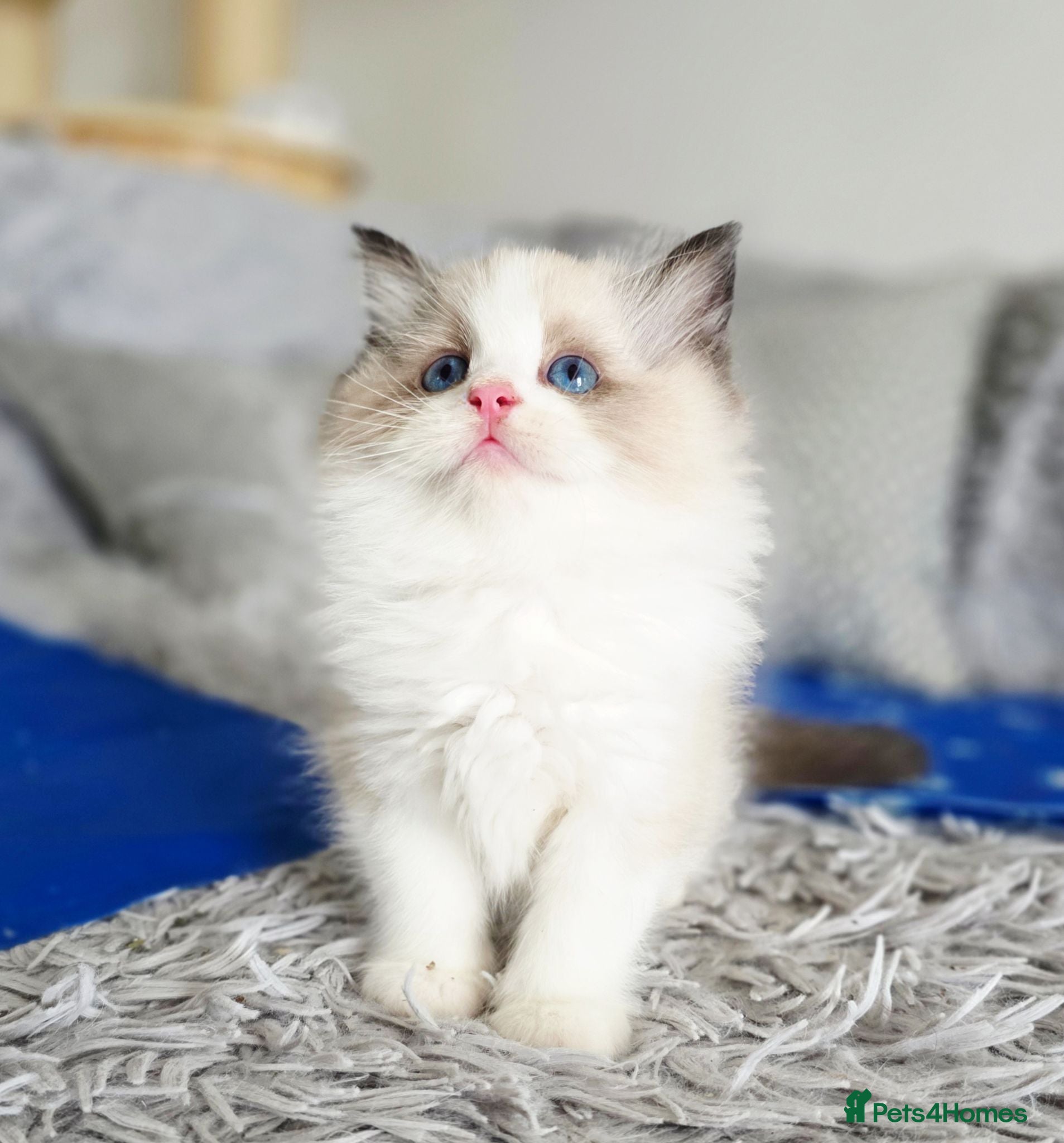 Ragdoll cats 2 European babies. Champion lines. Tica registered - Advert 1