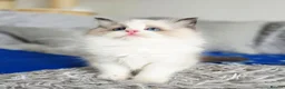 Ragdoll cats for sale: 3 European babies. Champion lines. Tica registered - Advert 7