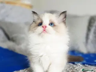 Ragdoll cats 2 European babies. Champion lines. Tica registered - Advert 2