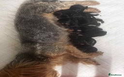 Yorkshire Terrier dogs for sale: Yorkshire terrier  - Advert 2