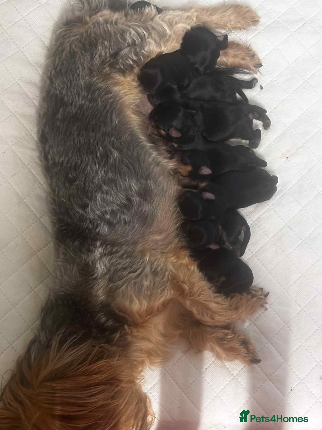 Yorkshire Terrier dogs for sale: Yorkshire terrier  - Advert 2