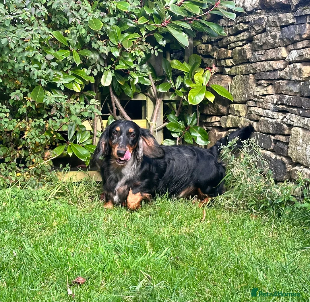 Dachshund dogs for sale: KC Standard Long Haired Dachshund Puppies - Advert 16