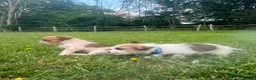 Mixed Breed dogs for sale: Beautiful Jack Tzu Puppies – 2 Girls, 1 Boy - Advert 2