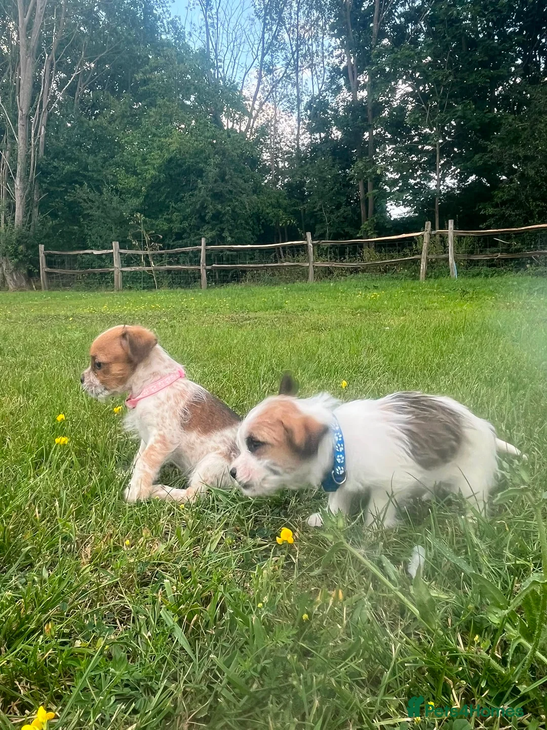 Mixed Breed dogs for sale: Beautiful Jack Tzu Puppies – 2 Girls, 1 Boy - Advert 2