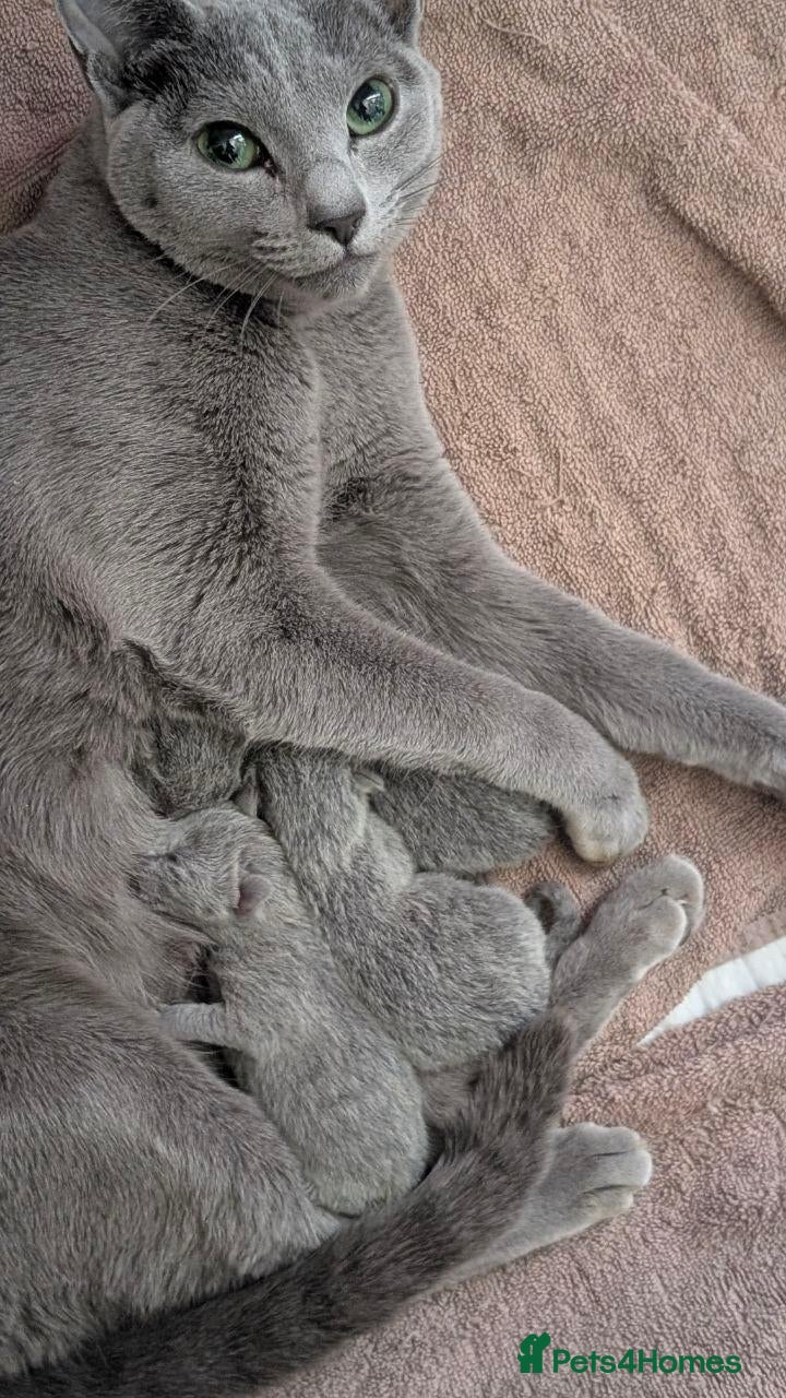 Russian Blue cats Silver Sapphire Soul three Enchanting Russian Blue - Advert 2