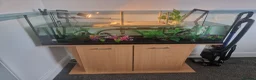 Turtle reptiles for sale: Pink bellied sideneck turtles in Eastleigh - Advert 2