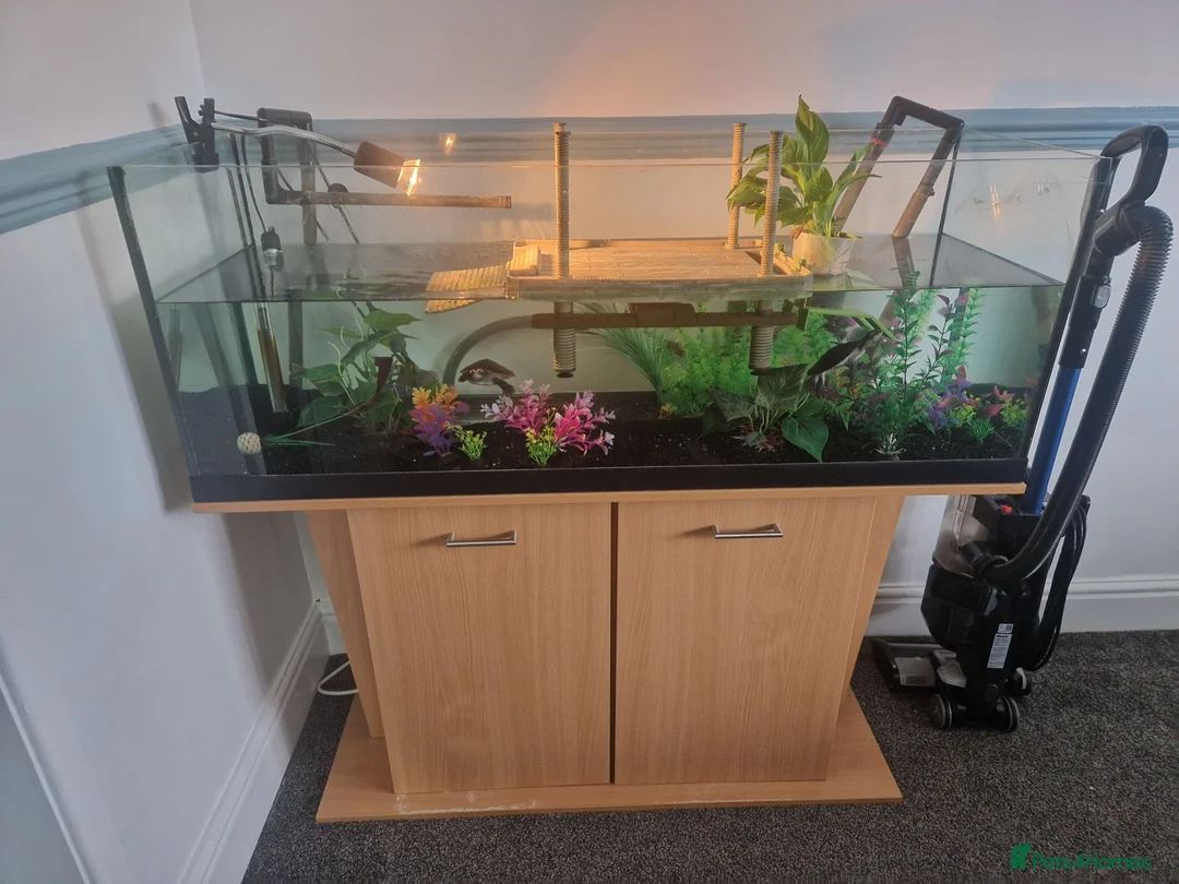 Turtle reptiles for sale: Pink bellied sideneck turtles in Eastleigh - Advert 2